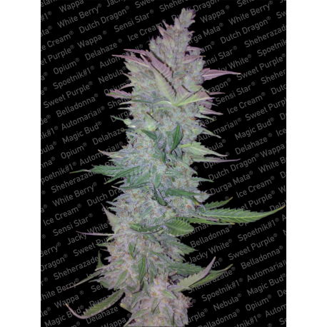 Vertigo | Feminised, Auto, Indoor & Outdoor