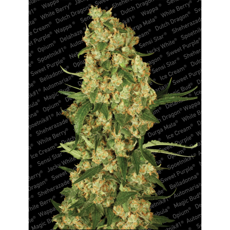 Wappa | Feminised, Indoor & Outdoor