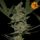 Acapulco Gold | Feminised, Indoor & Outdoor