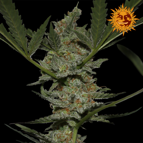 Acapulco Gold | Feminised, Indoor & Outdoor