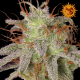 Amnesia Lemon | Feminised, Indoor & Outdoor
