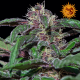 Ayahuasca Purple | Feminised, Indoor & Outdoor