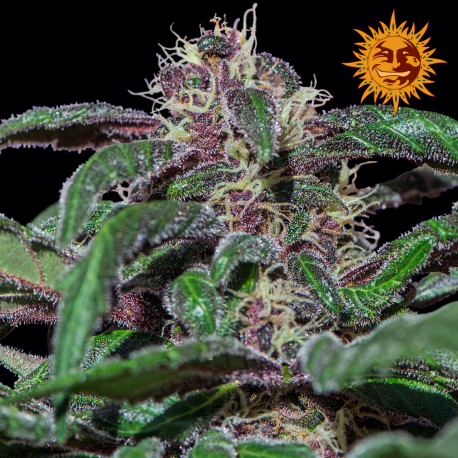Ayahuasca Purple | Feminised, Indoor & Outdoor