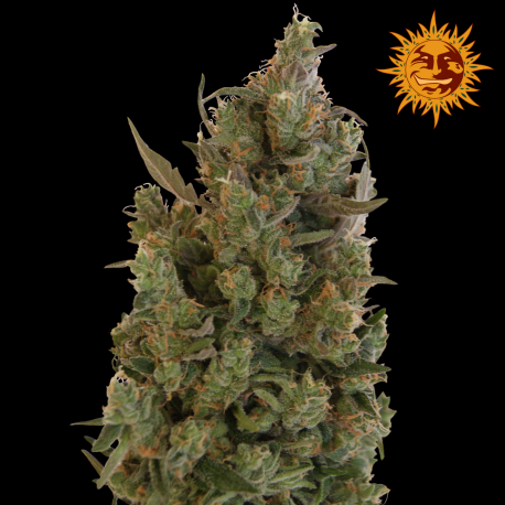 Blue Cheese | Feminised, Indoor & Outdoor