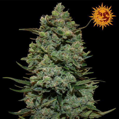 Cookies Kush | Feminised, Indoor & Outdoor