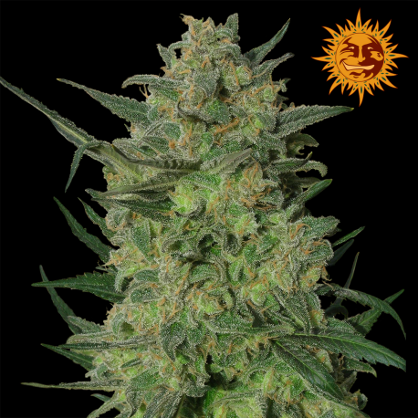 LSD | Feminised, Indoor & Outdoor