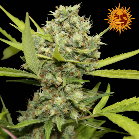 Pineapple Chunk | Feminised, Indoor & Outdoor
