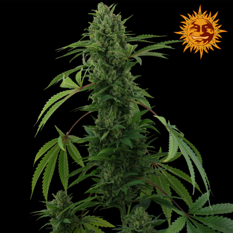 Pineapple Express Auto | Feminised, Auto, Indoor & Outdoor