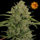 Triple Cheese | Feminised, Indoor & Outdoor