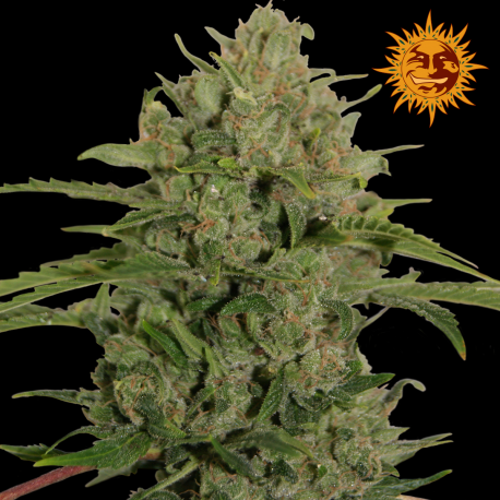 Triple Cheese | Feminised, Indoor & Outdoor