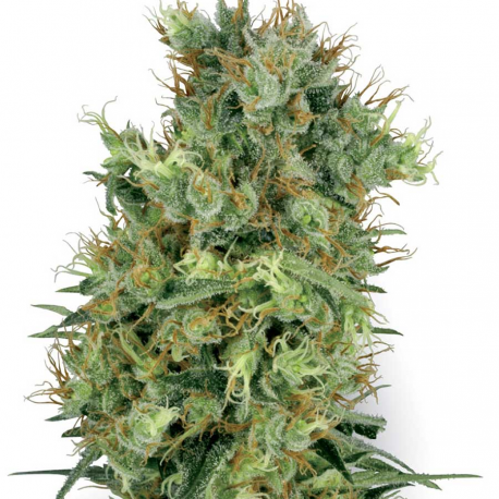 California Orange Bud | Indoor & Outdoor