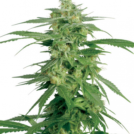 Hollands Hope | Indoor & Outdoor