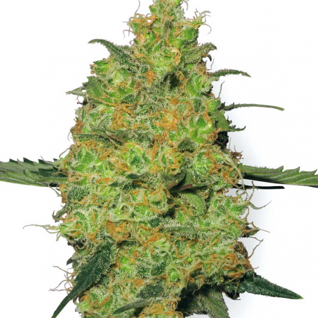 Master Kush | Feminised, Indoor