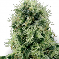 PPP (Pure Power Plant) | Feminised, Indoor & Outdoor