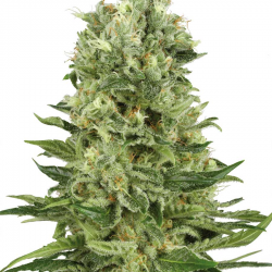 Skunk No 1 Automatic | Feminised, Auto, Indoor & Outdoor