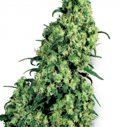 Skunk Nr  1 | Feminised, Indoor & Outdoor