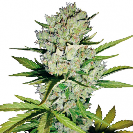 Super Skunk Automatic | Feminised, Auto, Indoor & Outdoor