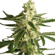 White Diesel Haze Automatic | Feminised, Auto, Indoor & Outdoor