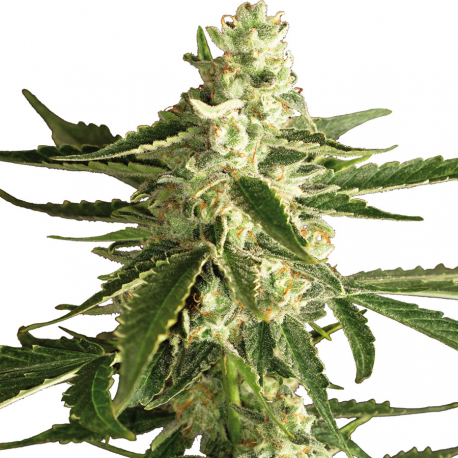 White Diesel Haze Automatic | Feminised, Auto, Indoor & Outdoor