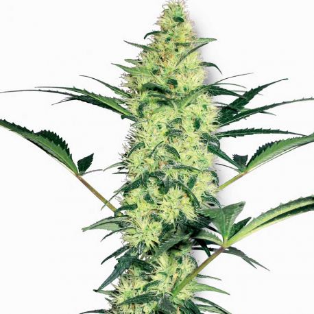 White Diesel | Feminised, Indoor & Outdoor