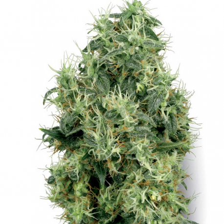 White Gold | Feminised, Indoor