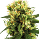 White Haze Automatic | Feminised, Auto, Indoor & Outdoor