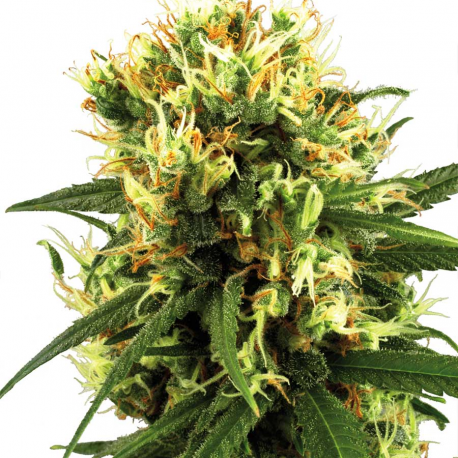White Haze Automatic | Feminised, Auto, Indoor & Outdoor