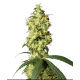 White Widow Automatic | Feminised, Auto, Indoor & Outdoor