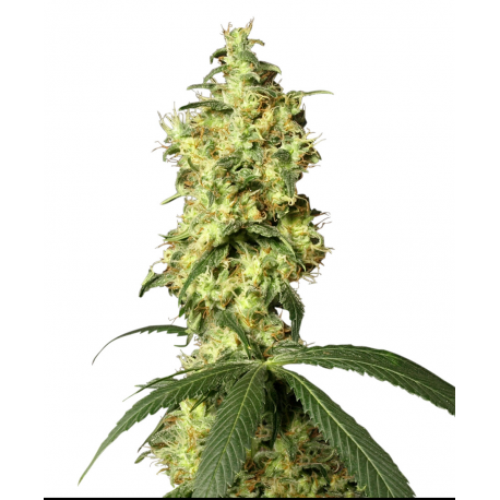 White Widow Automatic | Feminised, Auto, Indoor & Outdoor