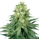 White Widow | Feminised, Indoor & Outdoor