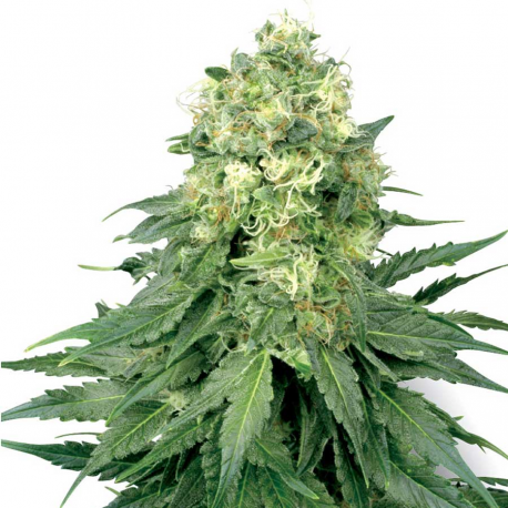 White Widow | Feminised, Indoor & Outdoor