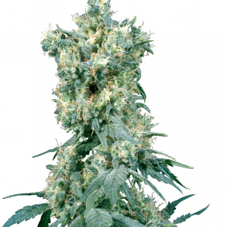 American Dream | Indoor & Outdoor