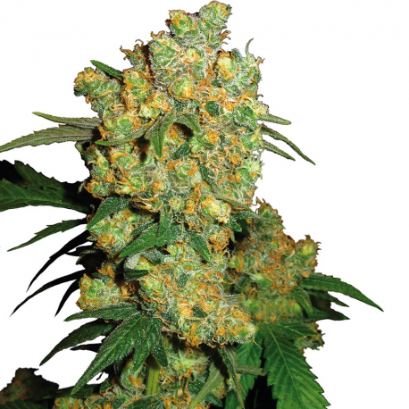 Big Bud | Feminsed, Indoor