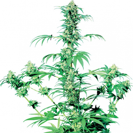 Early Girl | Outdoor