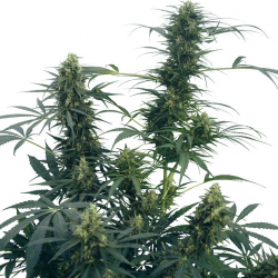 Guerilla's Gusto | Outdoor