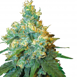 Jack Herer | Indoor