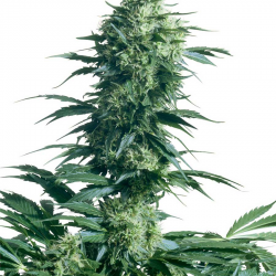 Mothers Finest | Indoor