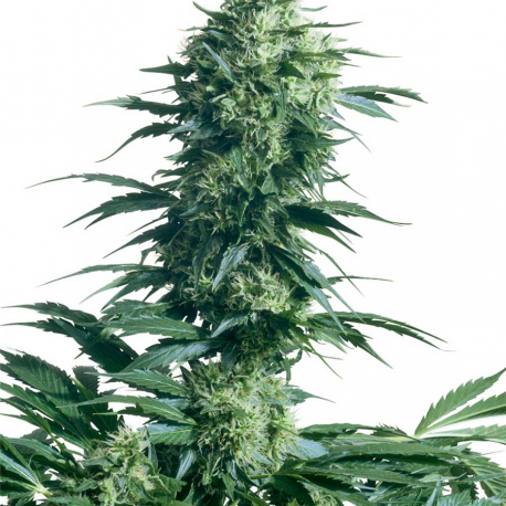 Mothers Finest | Indoor