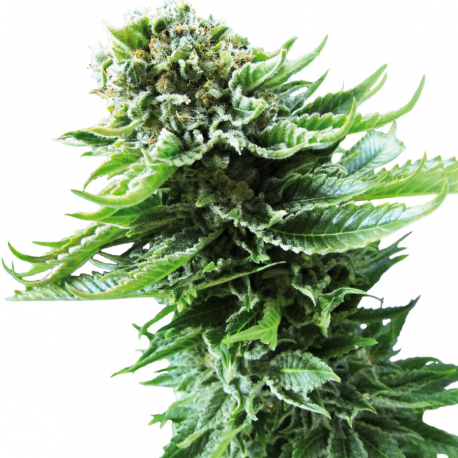 Northern Lights Automatic | Feminised, Auto, Indoor