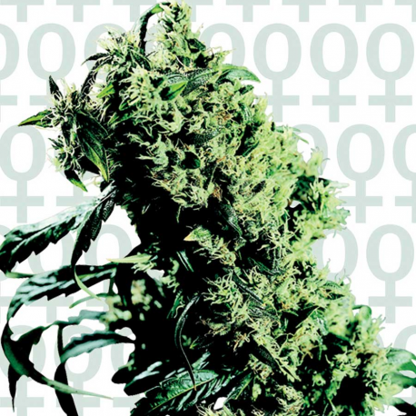 Northern Lights Nr. 5 x Haze | Feminised, Indoor