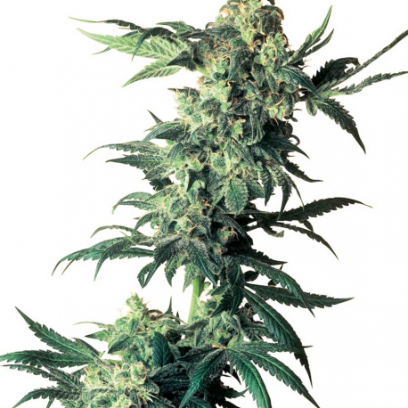 Northern Lights | Feminised, Indoor