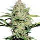 Sensi Skunk | Feminised, Auto, Indoor & Outdoor
