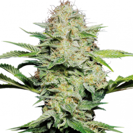Sensi Skunk | Feminised, Auto, Indoor & Outdoor