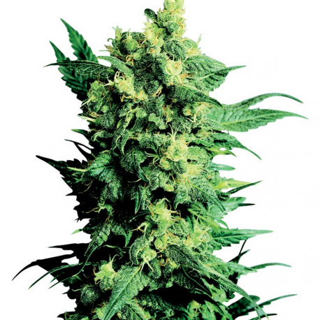 Shiva Shanti 2 | Indoor & Outdoor