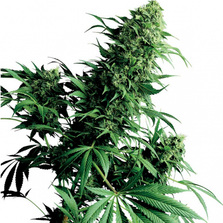 Shiva Shanti | Indoor