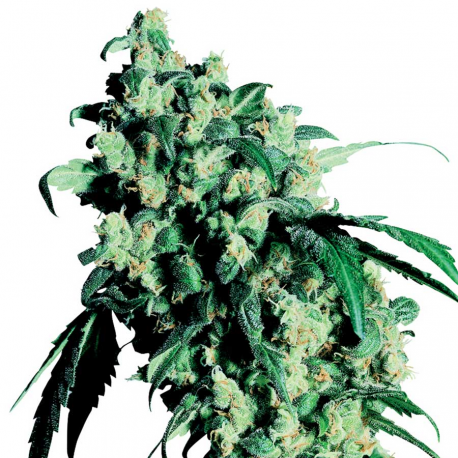 Super Skunk | Feminised, Indoor & Outdoor