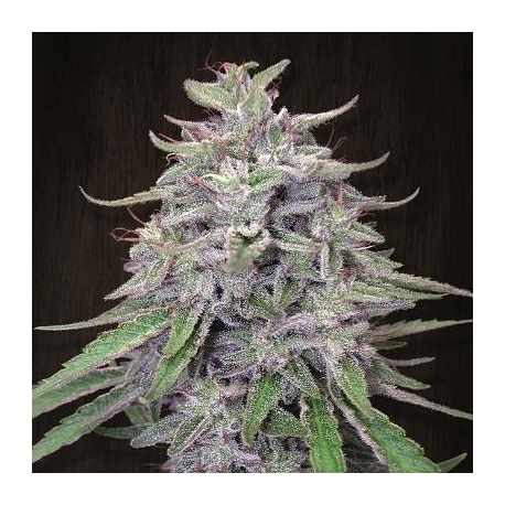 Bangi Haze | Indoor & Outdoor