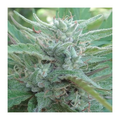 China Yunnan | Indoor & Outdoor