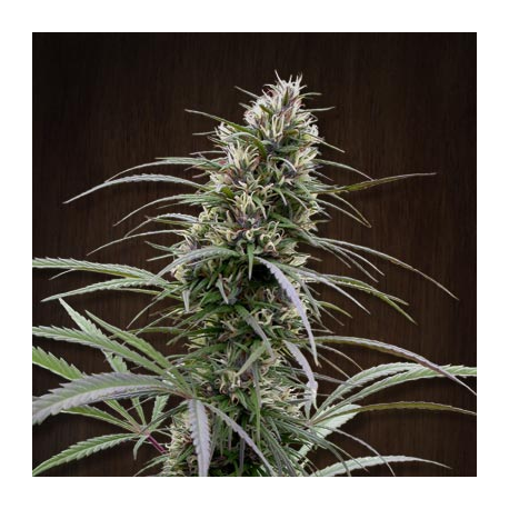 Congo | Feminised, Indoor & Outdoor