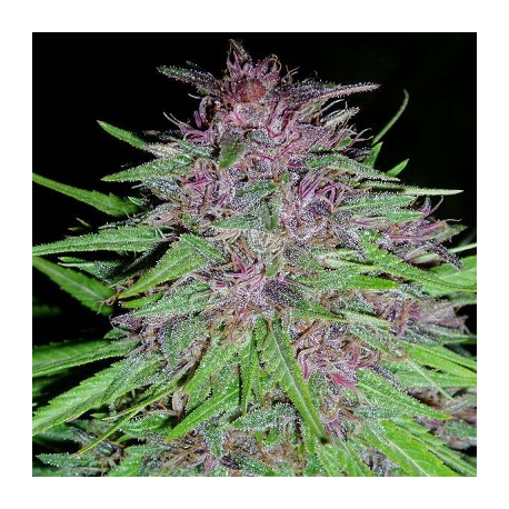 Erdpurt | Feminised, Outdoor